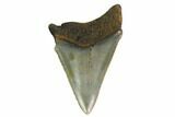 Juvenile Megalodon Tooth - North Carolina #147331-1